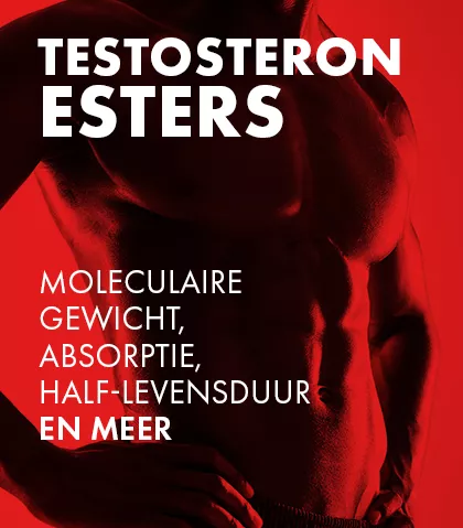 Testosteronesters begrijpen: molecuulgewicht, absorptie, halfwaardetijd en meer