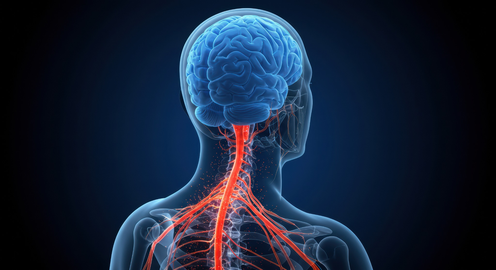 Sympathetic nervous system